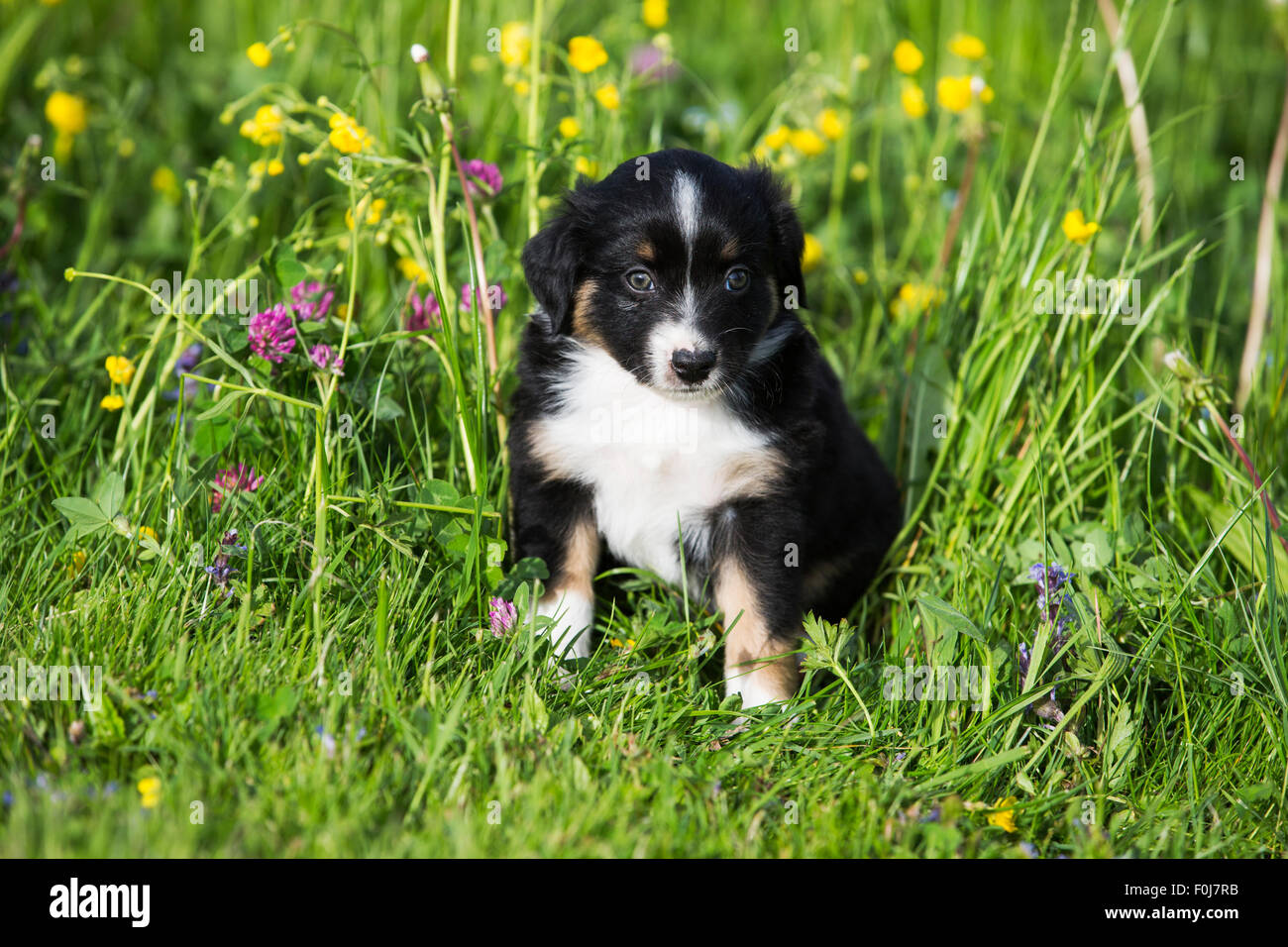 Mini Amerikanischer Schaferhund Stockfotos Und Bilder Kaufen Alamy