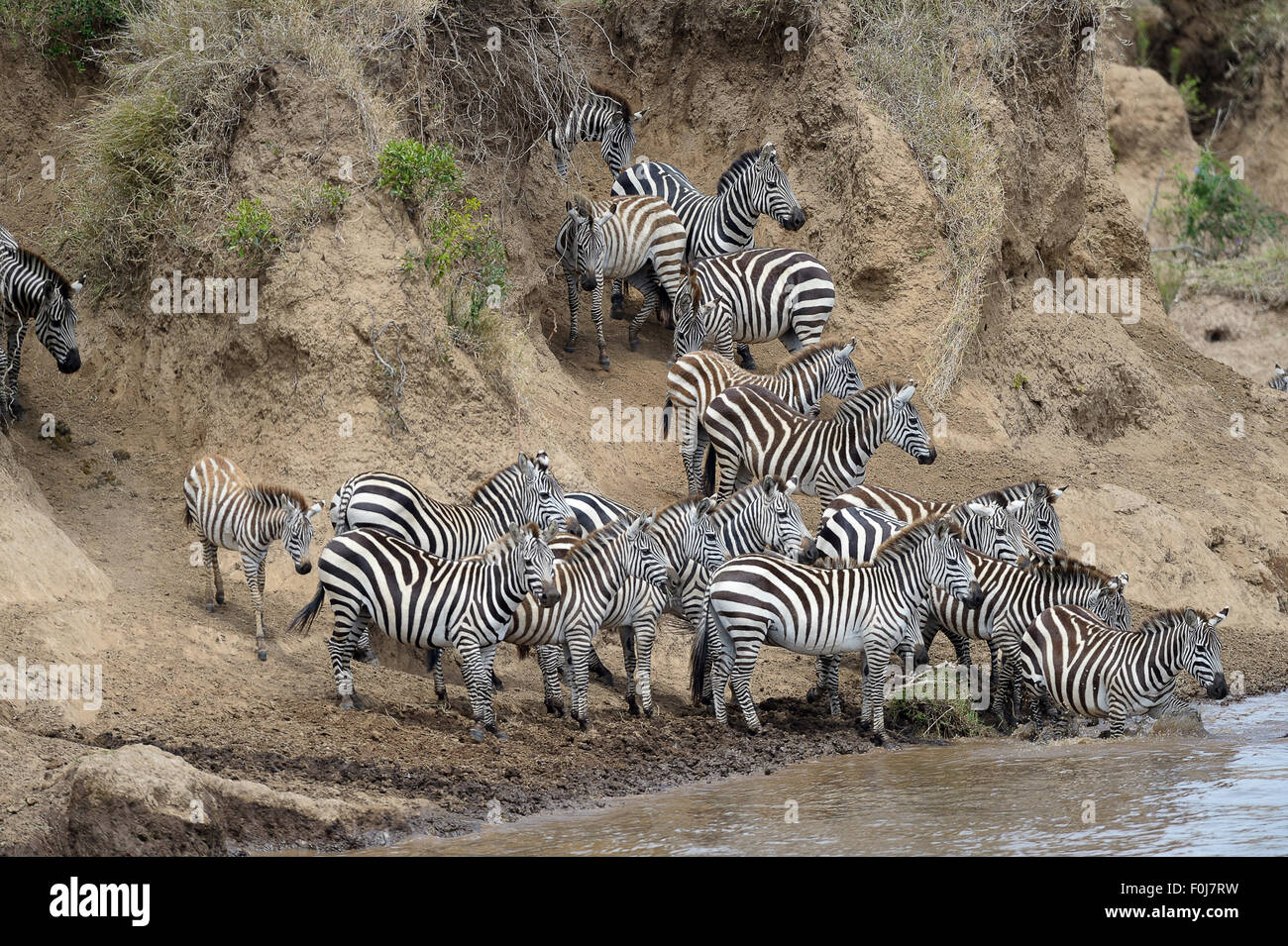 Ebenen Zebra (Equus Quagga), während der Migration zu hüten, schöne Wanderung, Fluss überqueren, zögerlich, auf dem steilen Ufer, Mara River Stockfoto