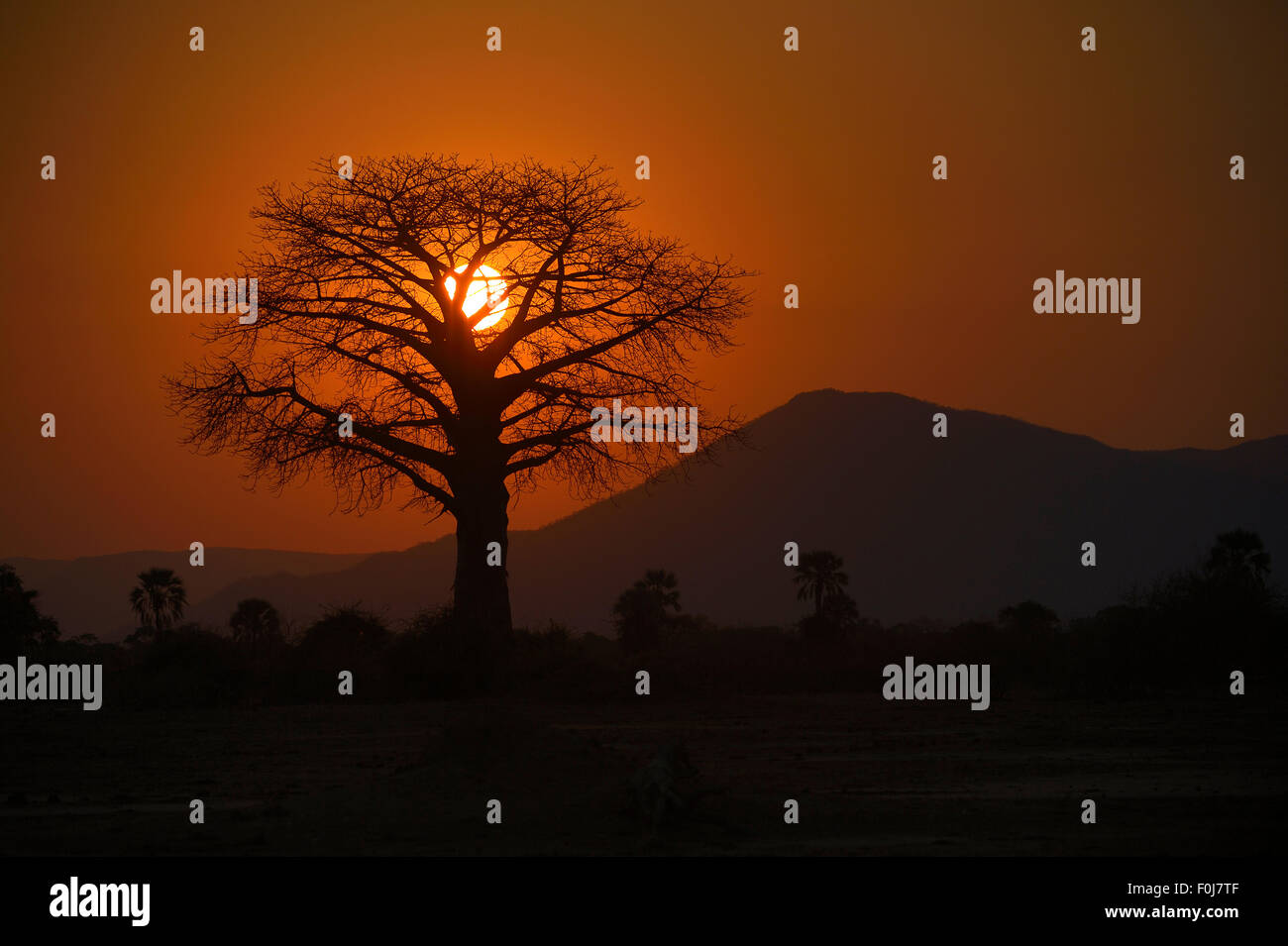 Baobab-Baum, Silhouette gegen die Sonne, Roter Himmel, Bergkette hinter Lower Zambezi National Park, Sambia Stockfoto
