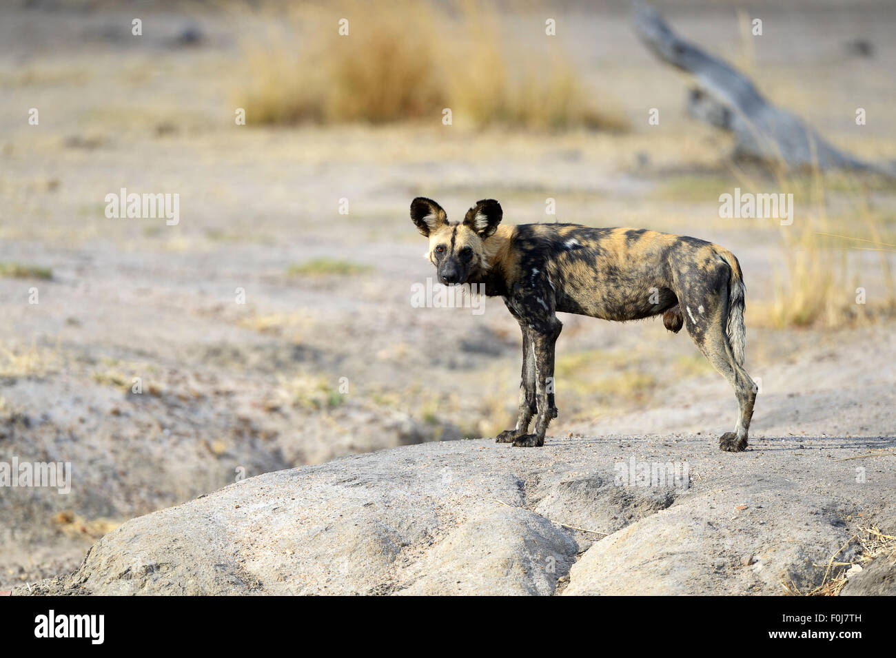 Afrikanischer Wildhund (LYKAON Pictus), männliche Beobachtung der Umgebung, South Luangwa Nationalpark, Sambia Stockfoto