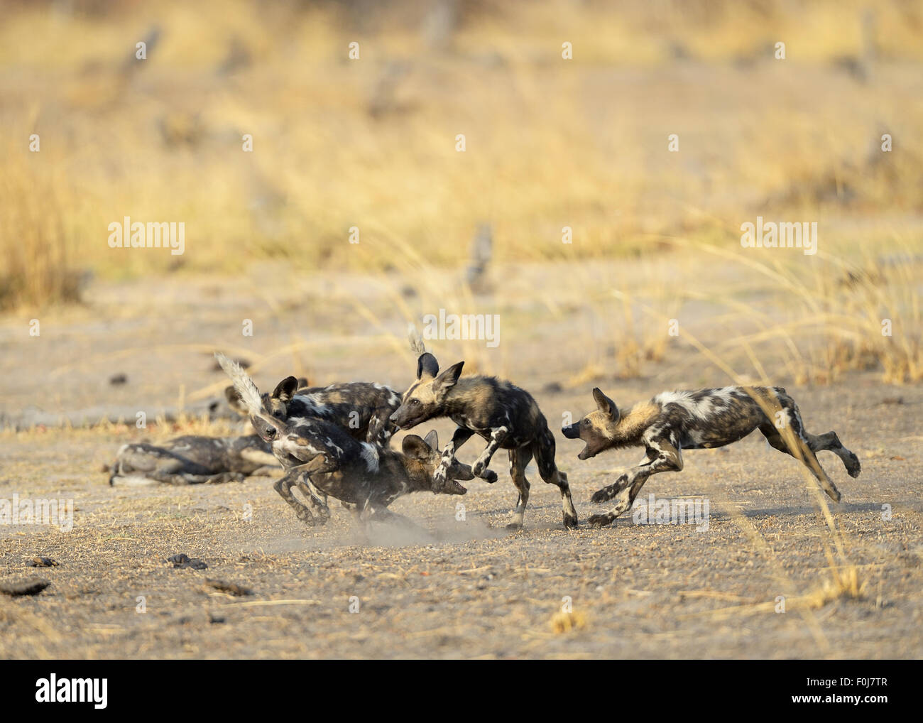 Afrikanische Wildnis (LYKAON Pictus) Hunde, Jugendliche spielen, raufenden, Kämpfe, South Luangwa Nationalpark, Sambia Stockfoto