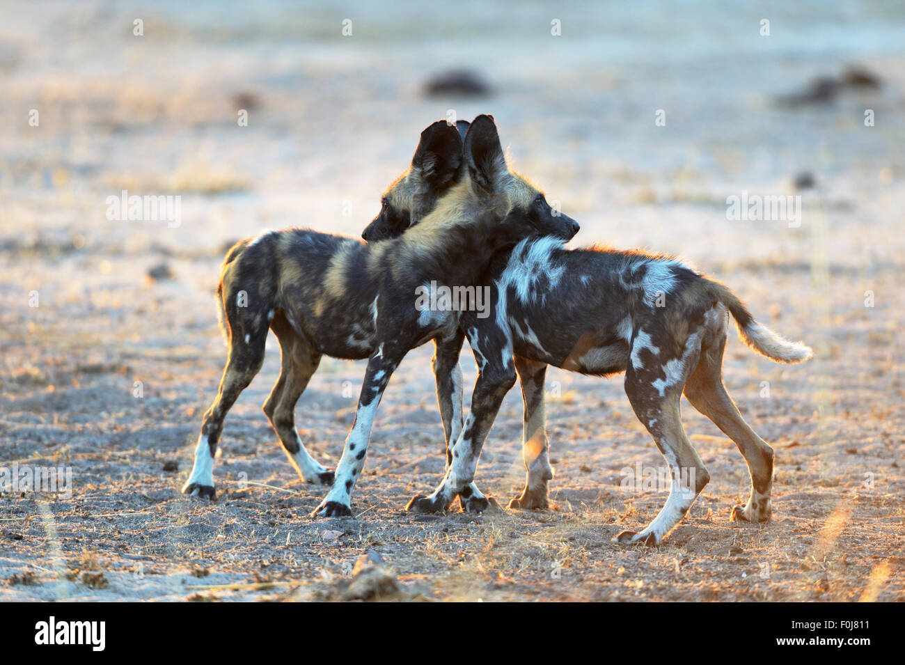 Afrikanische Wildhunde (LYKAON Pictus), Jugendliche spielen in der warmen Sonne, Hintergrundbeleuchtung, South Luangwa Nationalpark, Sambia Stockfoto