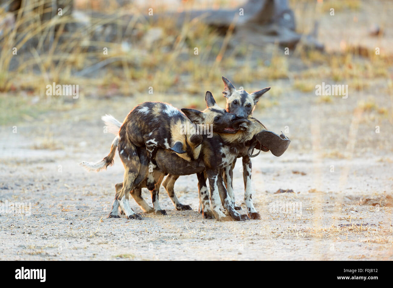 Afrikanische Wildnis (LYKAON Pictus) Hunde, Jungtiere zu spielen, kämpft für einen alten Schuh, South Luangwa Nationalpark, Sambia Stockfoto