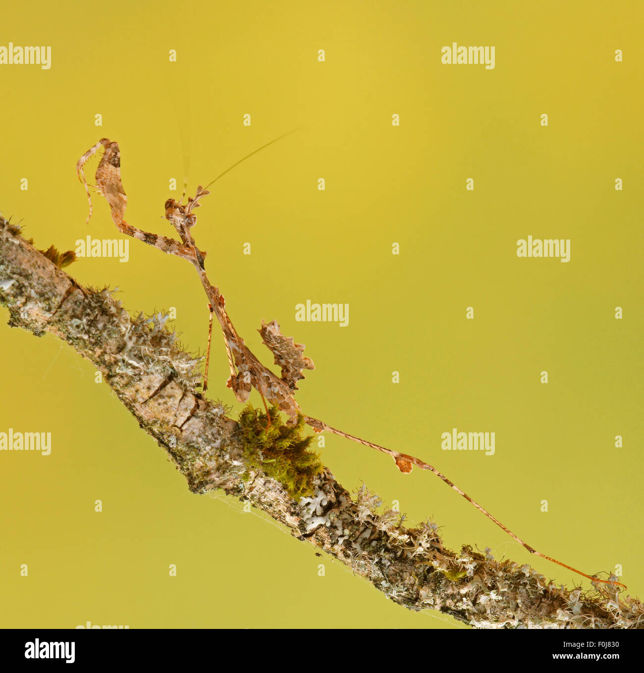 Reich verzierte Mantis (Gongylus Gongylodes), Südost-Asien, gefangen Stockfoto