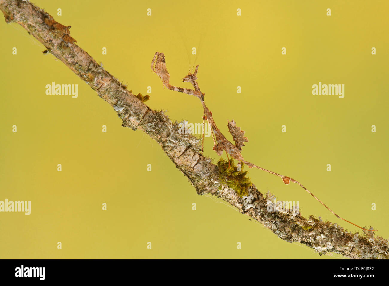 Reich verzierte Mantis (Gongylus Gongylodes), Südost-Asien, gefangen Stockfoto