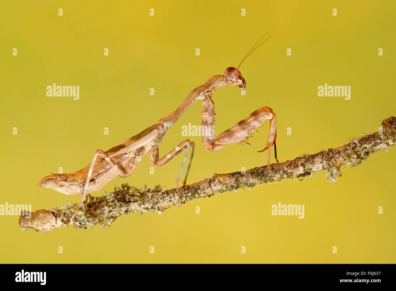 Kryptische Mantis (Sibylla Pretiosa), Ostafrika, gefangen Stockfoto