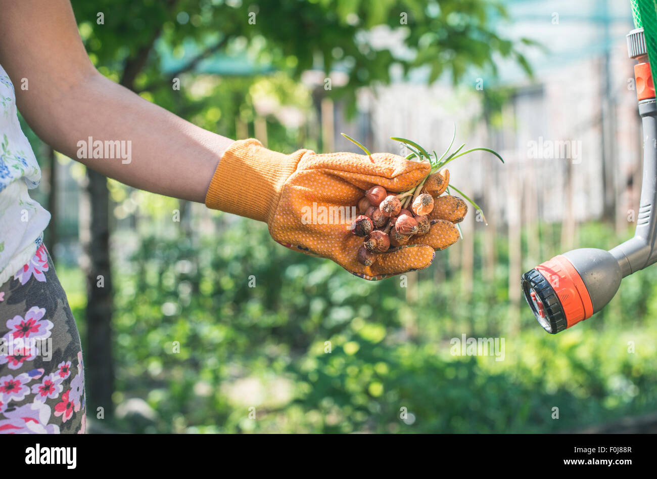 Hände halten Blumenzwiebeln Pflanzen in einem Garten. Tageslicht Stockfoto