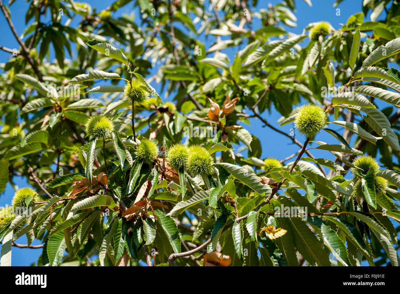 Kastanien Zweig mit geschlossenen Burr, grünen Baum und blauer Himmel im Fokus-Hintergrund Stockfoto