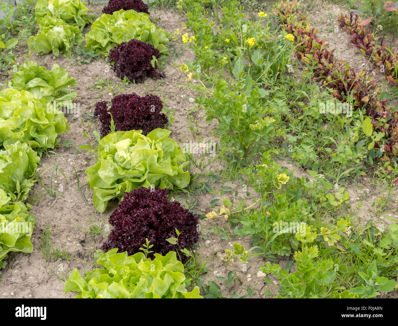 Anbau von rotem salat Fotos und Bildmaterial in hoher Auflösung Alamy