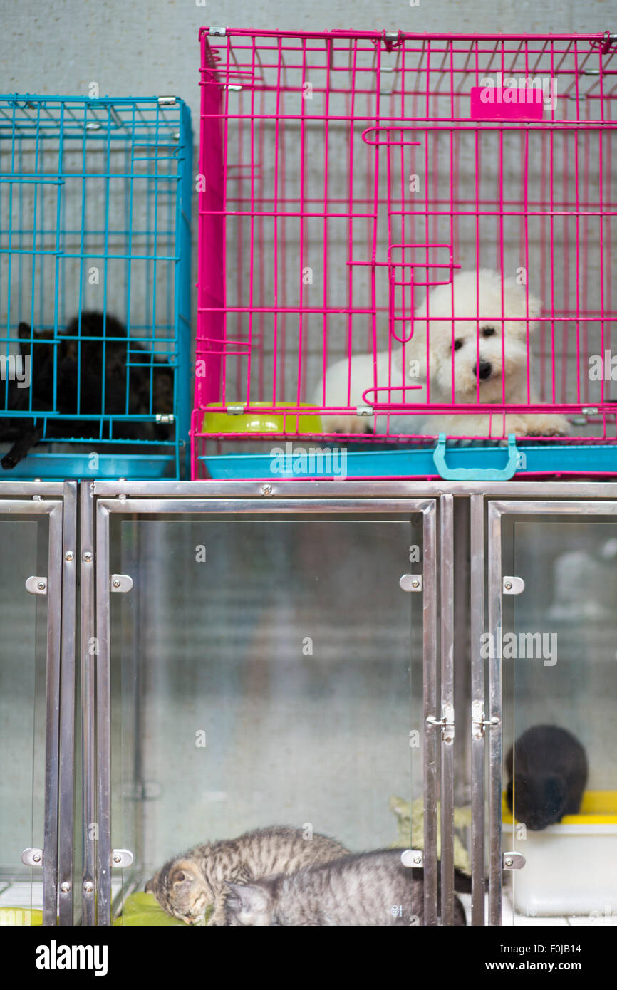 Hund und Katzen in Käfigen auf dem Vogelmarkt in Shanghai, China, 2013 Stockfoto