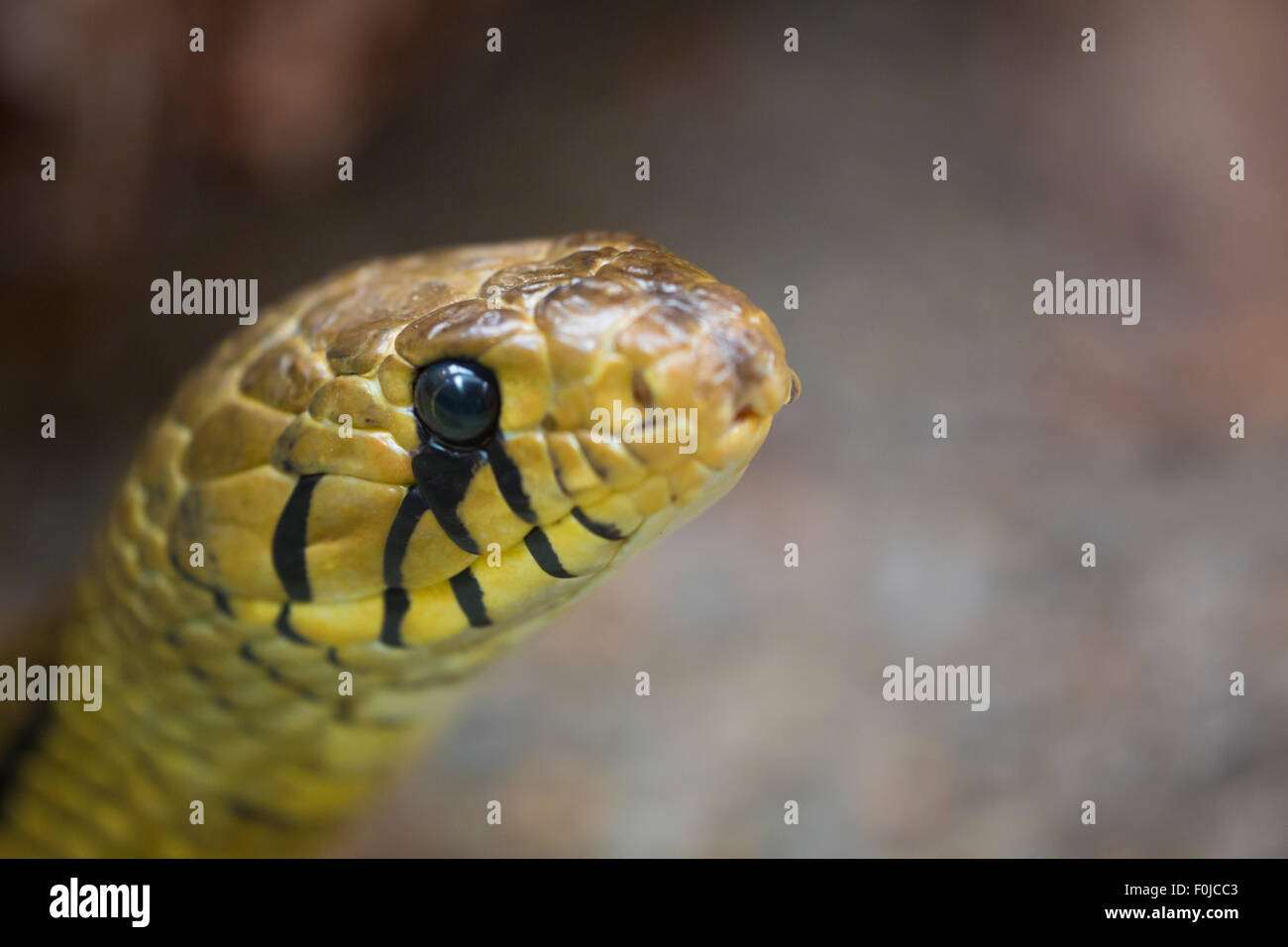 Nahaufnahme von gelben und schwarzen Python Schlangenkopf gefunden in Costa Rica Stockfoto