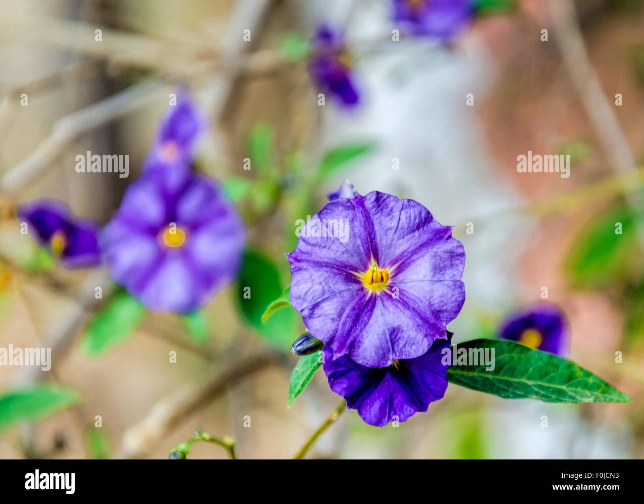 Blume. Convolvulus Sabatius, blaue Verdichter, Convolvulaceae, Mittelmeerküste Stockfoto