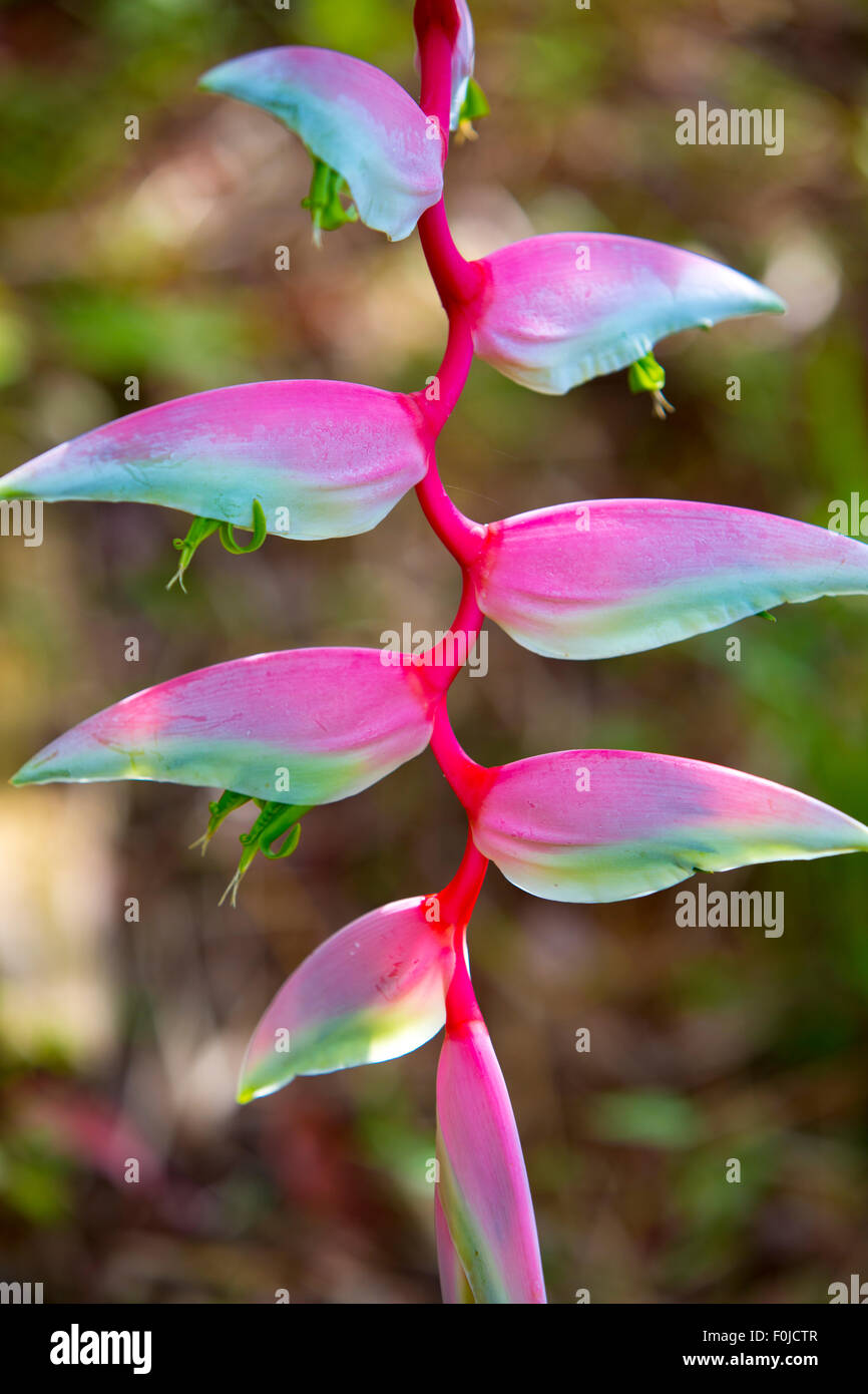 Heliconia Rostrata im Garten. Matapalo, Costa Rica 2013 Stockfoto