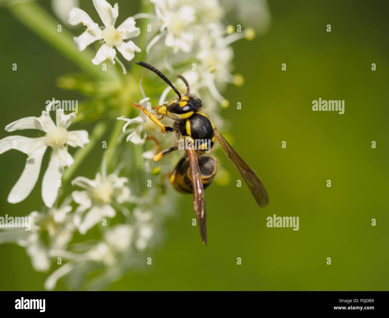 Nahaufnahme von einer kleinen Wespe auf wilden weißen Blüten Stockfoto