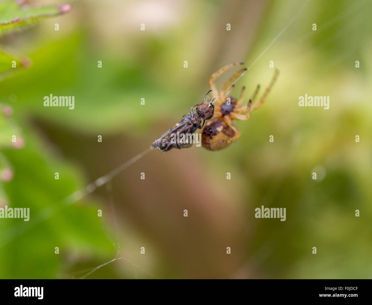 Spinne Webstühle hinter die Fliege, die es als Beute gefangen hat Stockfoto