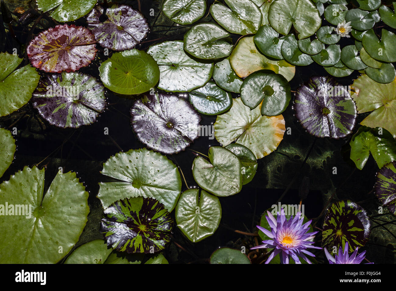Seerosenblatt Teich mit bunten Blättern und Blumen. Stockfoto