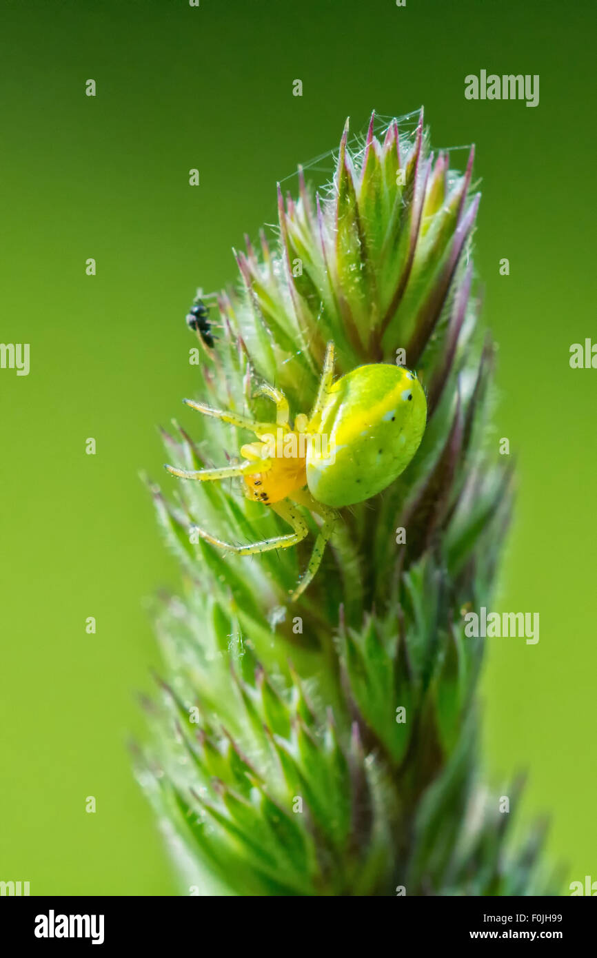 Grüne Spinne auf eine Blume mit grünen Hintergrund jedoch unscharf Stockfoto