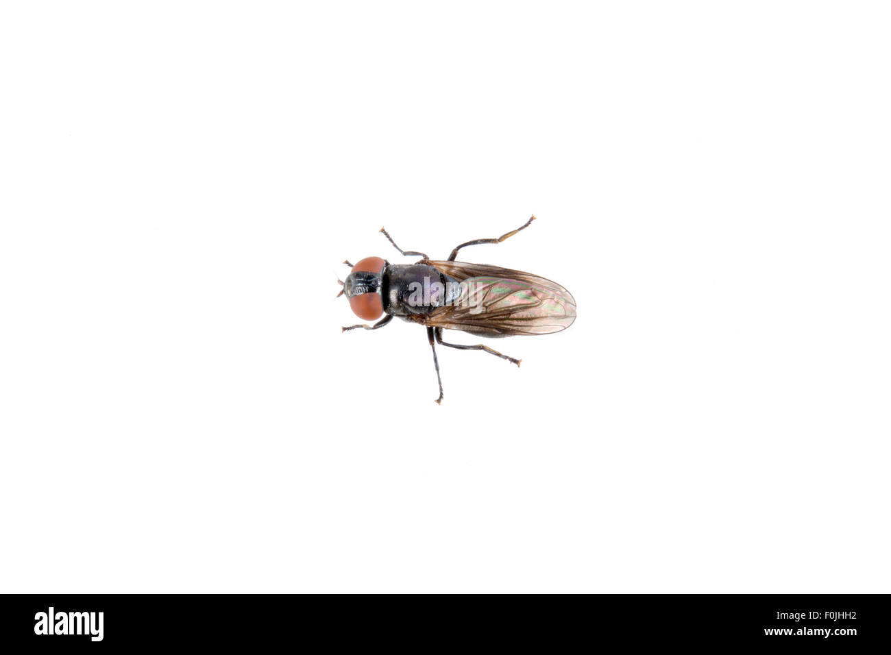 Fliege auf einem weißen Hintergrund isoliert Stockfoto