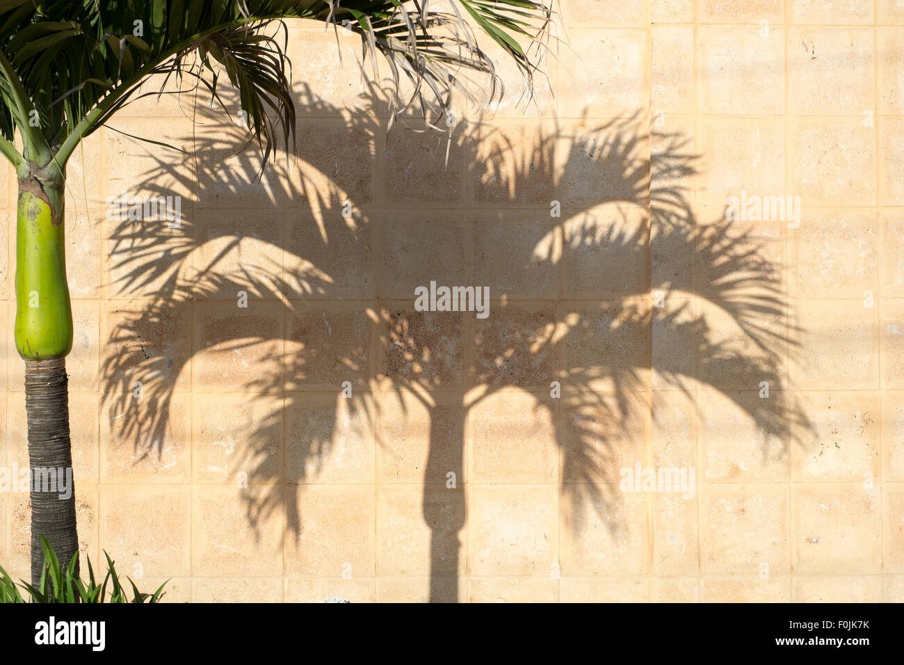 Schatten der Palme auf einer Wand in Havanna, Kuba Stockfoto