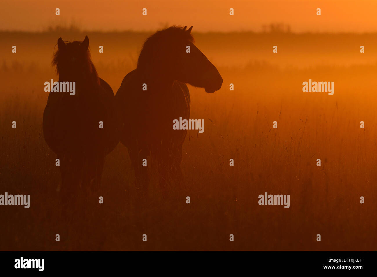 Exmoor Ponys bei Sonnenaufgang, eines der ältesten und primitivsten Pferd brütet in Europa, Keent Nature Reserve, Niederlande, September. Stockfoto