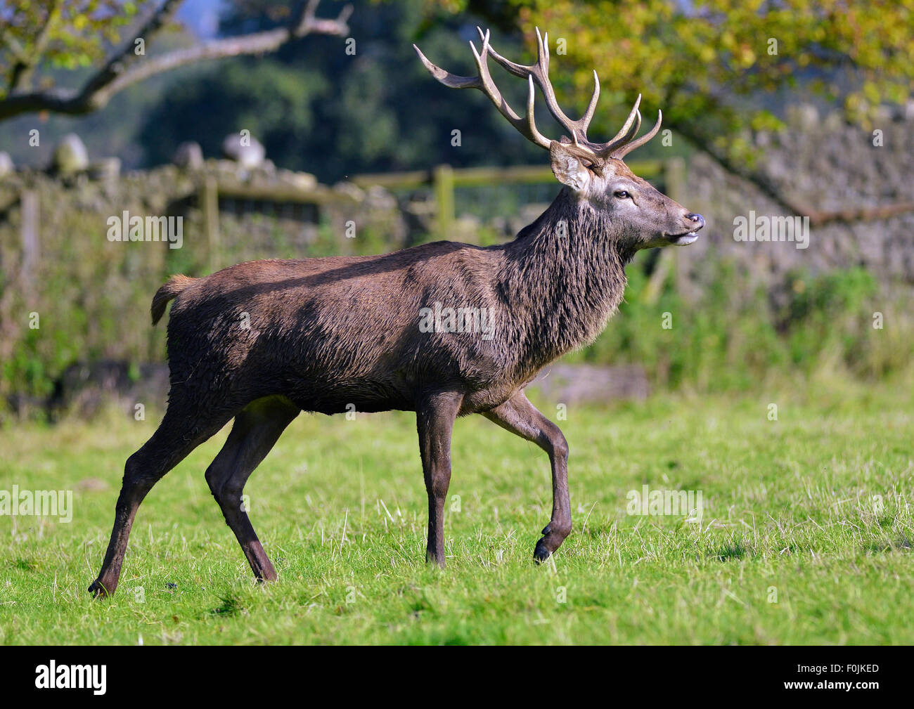 Warum Ist Das Geweih Eines Hirsches Braun www.alamy.de