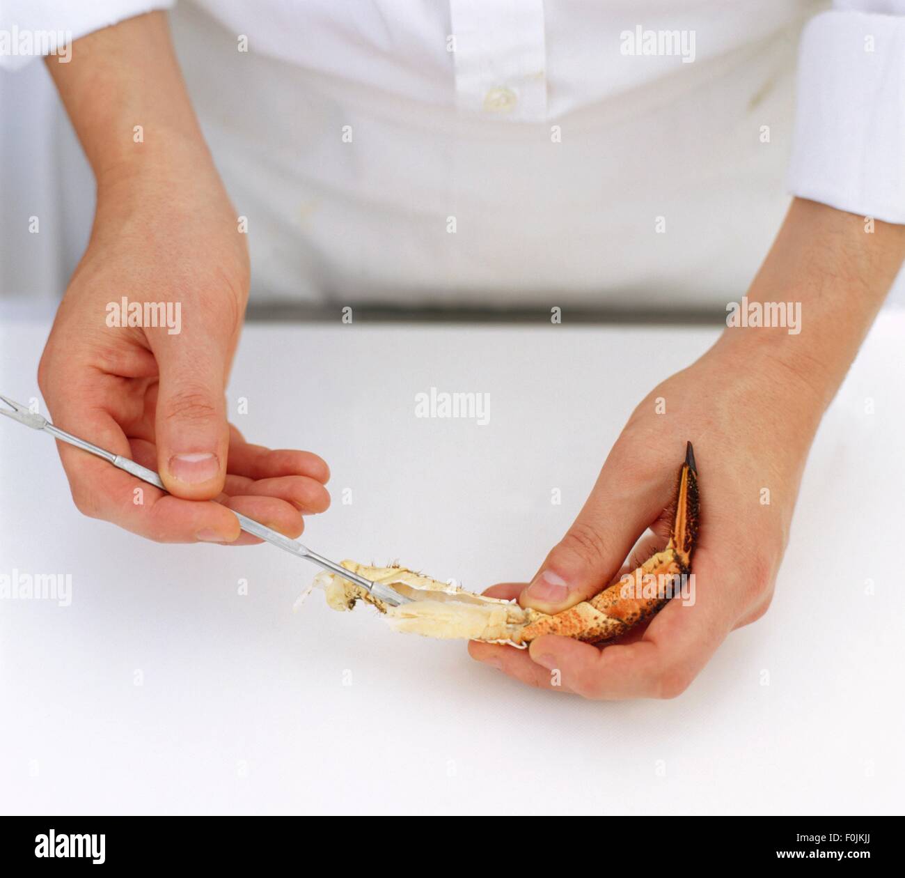 Herausheben aus Krabbenfleisch mit einem Hummer auswählen, Nahaufnahme Stockfoto