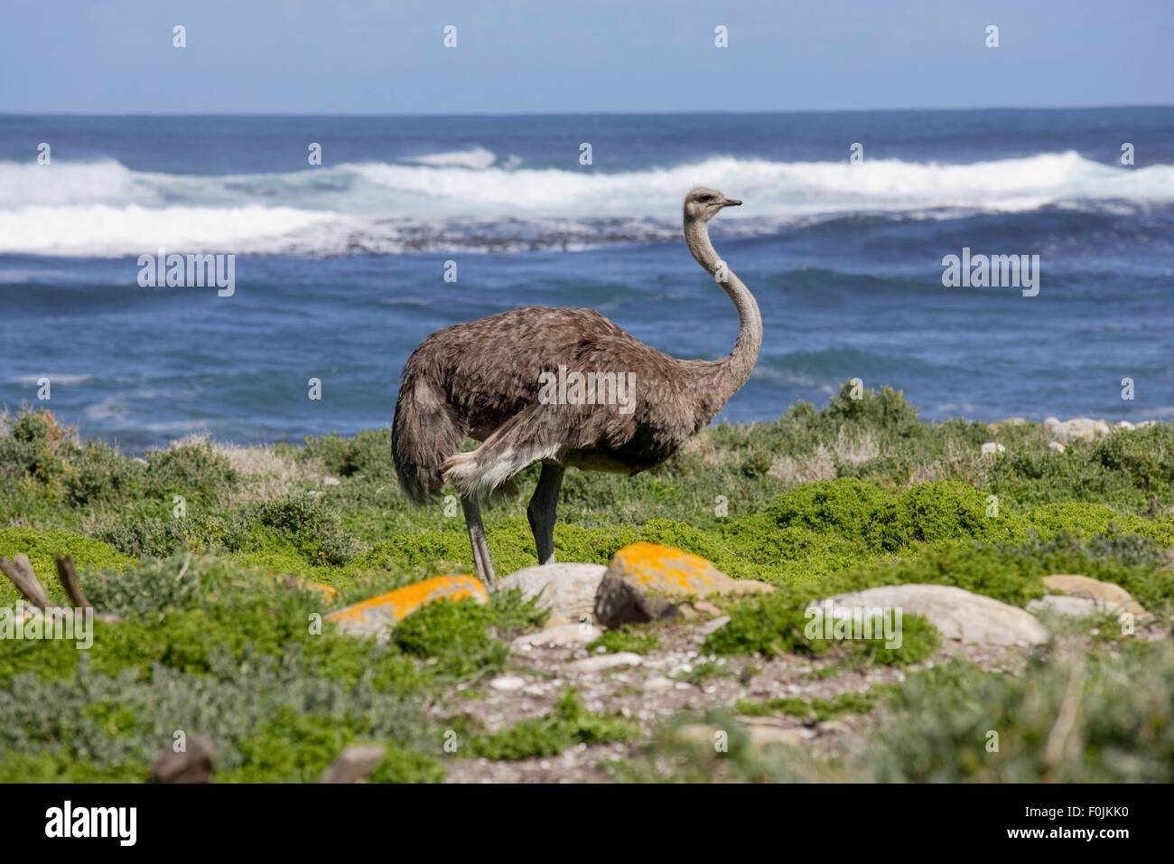 Süd-Afrika, Kap der guten Hoffnung, wilde Strauß Stockfoto