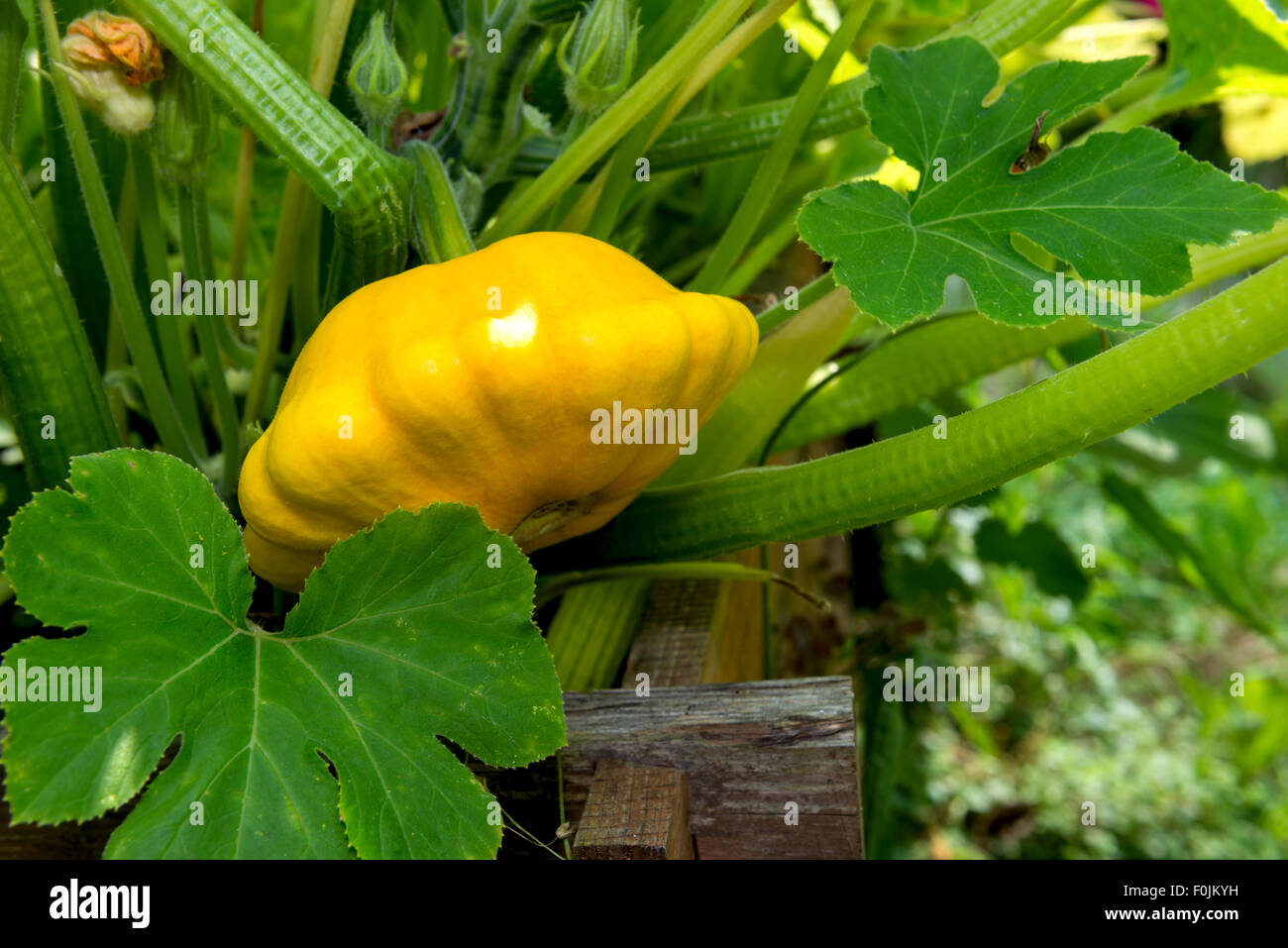 gelber Pattypan Kürbis wachsen auf einem hohen Bett Stockfoto
