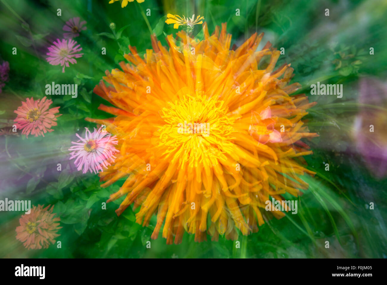 Zinnie orange Blume auf einem grünen Hintergrund - Zoomen Stockfoto