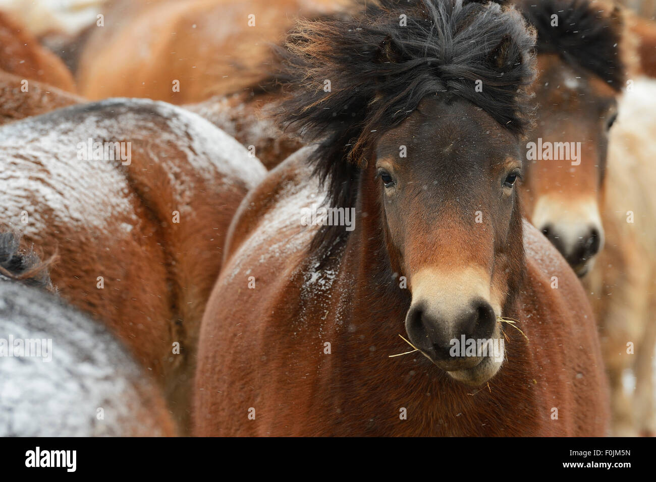 Exmoor Ponys (Equus Caballus) im Schnee. Keent Nature Reserve, den Niederlanden, Januar. Stockfoto
