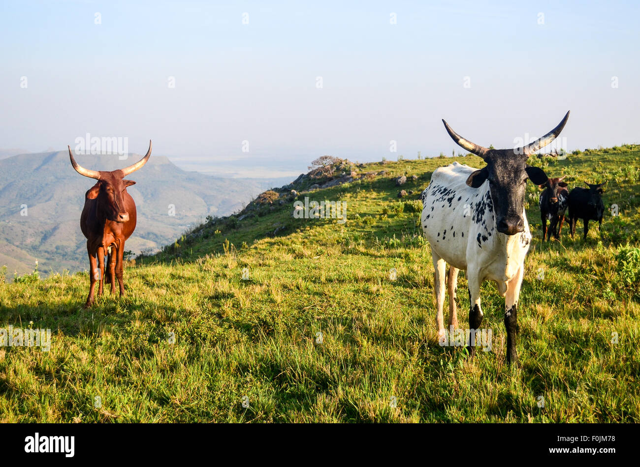 Kühe auf Sagba Hügel, auf der Ringstraße Bamenda, Kamerun Stockfoto