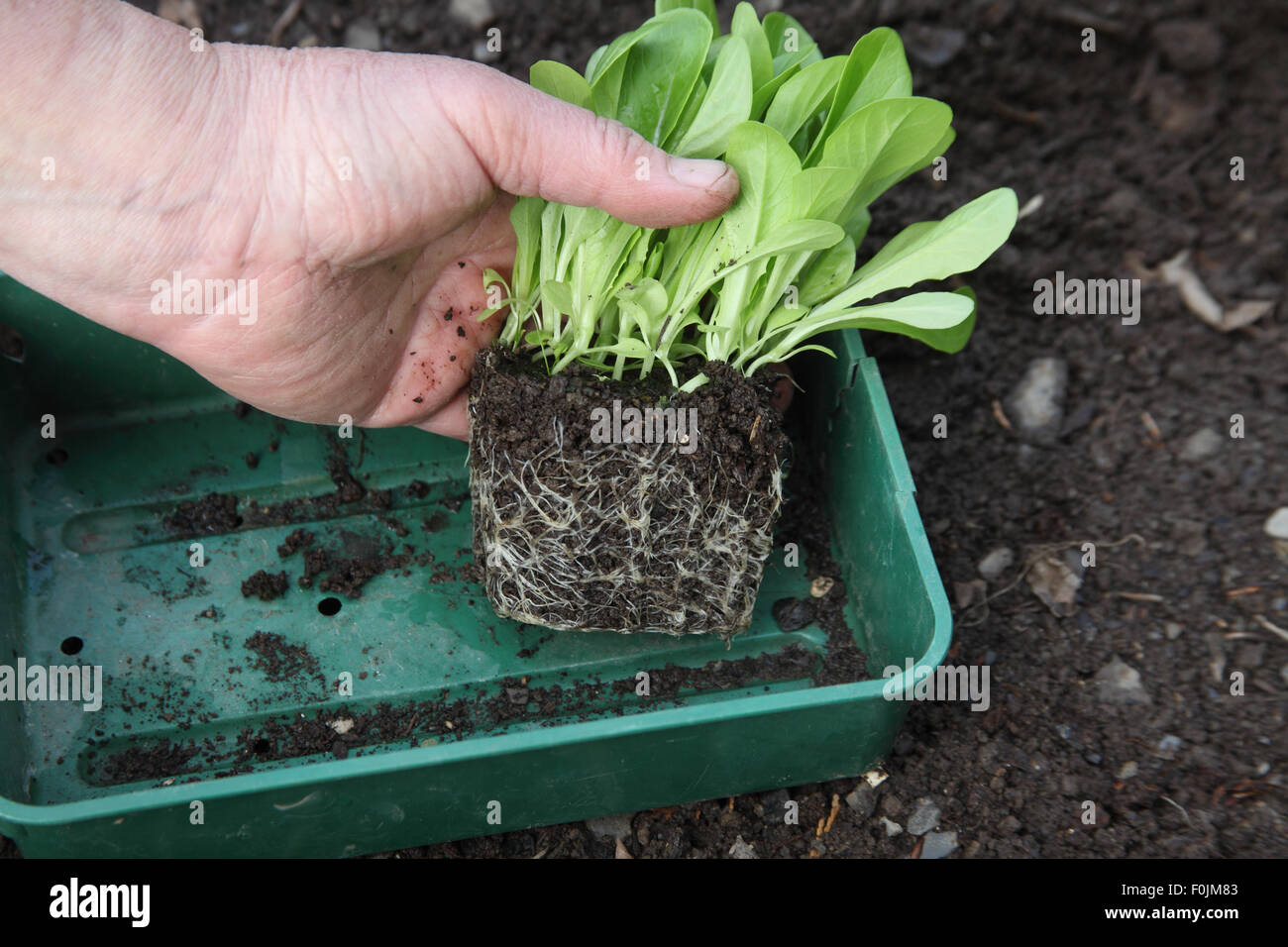 Transplantation von Kopfsalat Schritt 1 entfernen Stecker von Sämlingen aus Fach Stockfoto