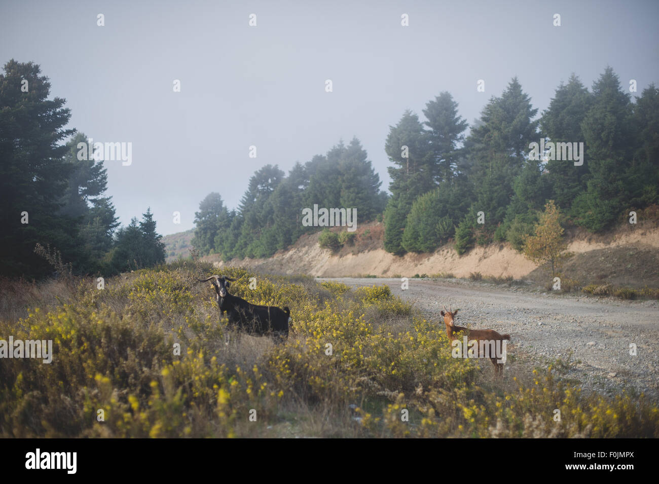 Zwei Bergziegen unter gelben Blüten Stockfoto