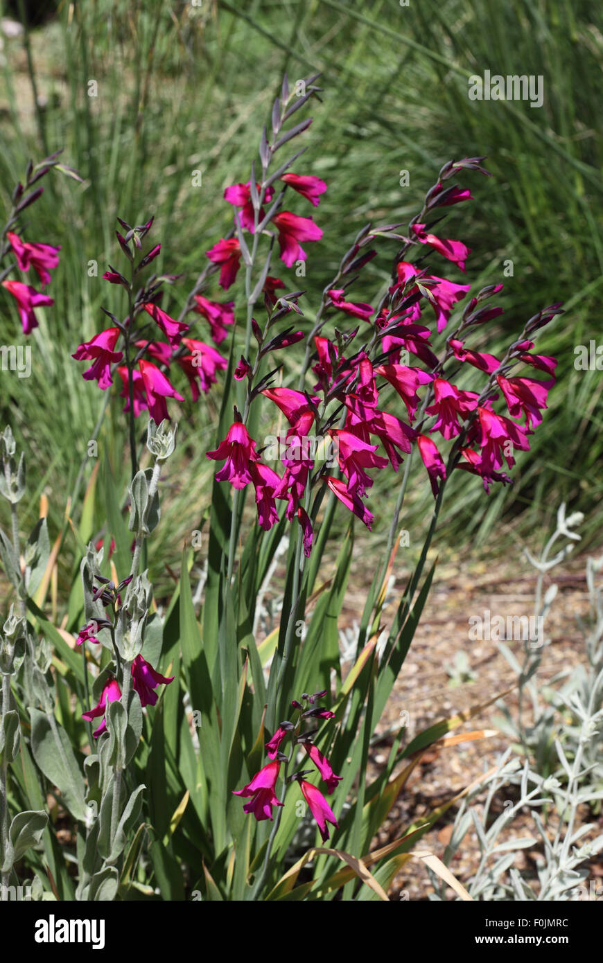 Gladiolus Communis Subsp Byzantinus Pflanze in Blüte Stockfoto