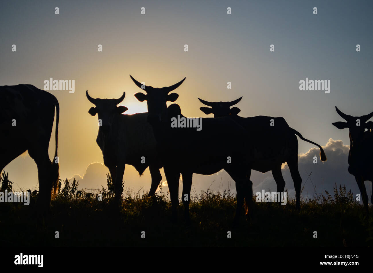 Kühe auf Sagba Hügel, auf der Ringstraße Bamenda, Kamerun Stockfoto