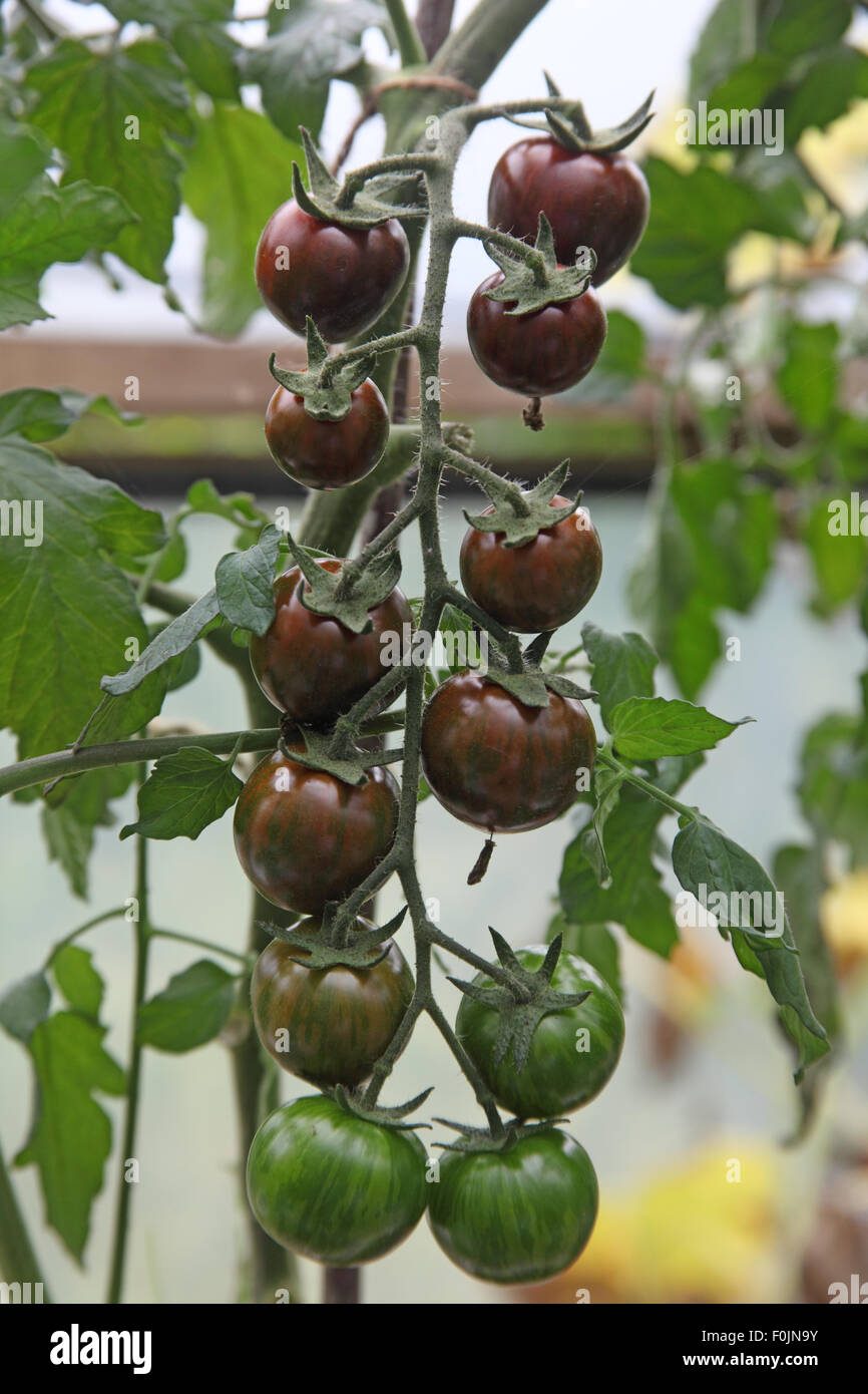 Tigerella tomato -Fotos und -Bildmaterial in hoher Auflösung – Alamy