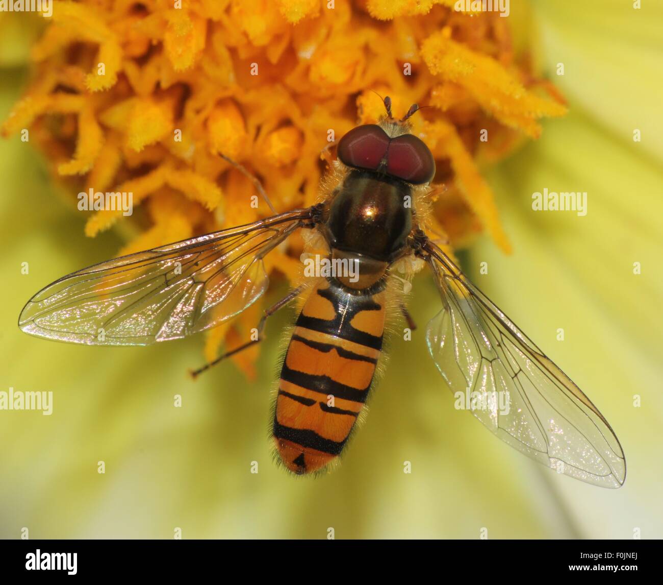 Schwebfliege auf einem Blütenmitte Stockfoto