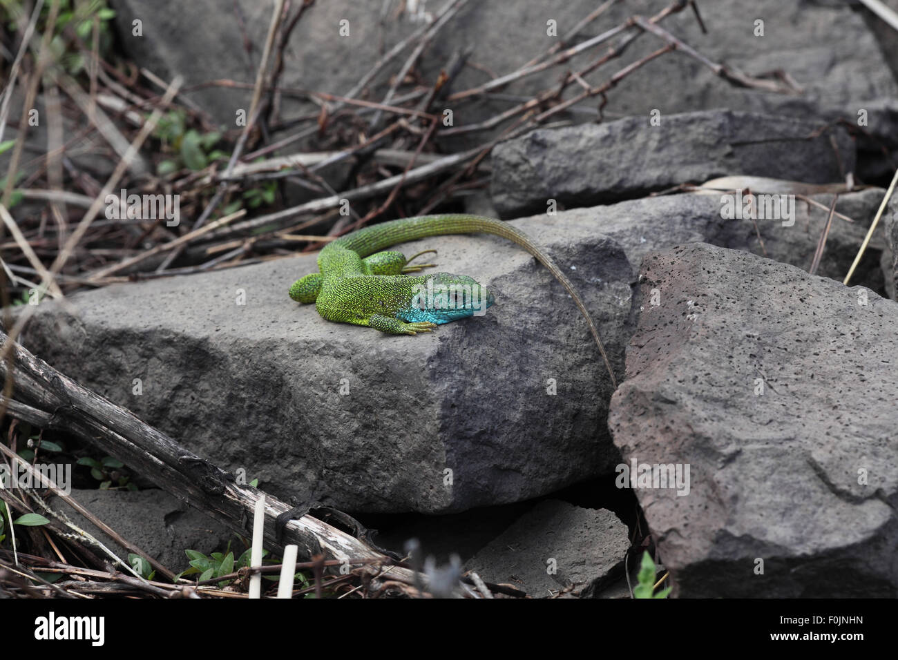 Lacerta Viridis grüne Eidechse männlich sonnen sich auf Felsen Stockfoto