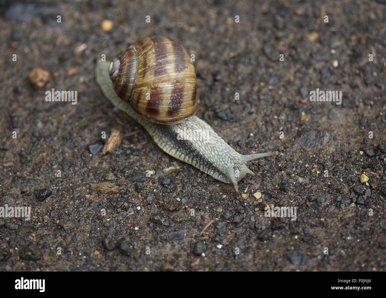 Römische Schnecke Helix Pomatia Boden bewegte über Stockfoto