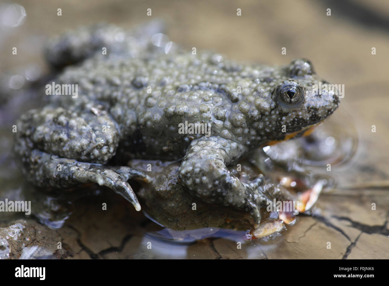 Feuer-bellied Toad Geburtshelferkröte Geburtshelferkröte Seitenansicht Stockfoto