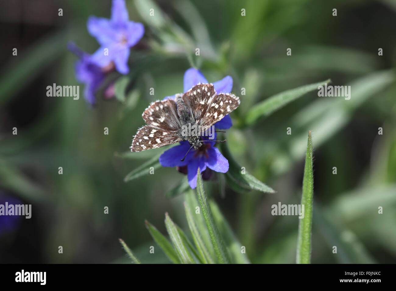 Ergrauten Skipper Pyrgus Malvae nehmen Nektar aus Bugloss der Viper Stockfoto