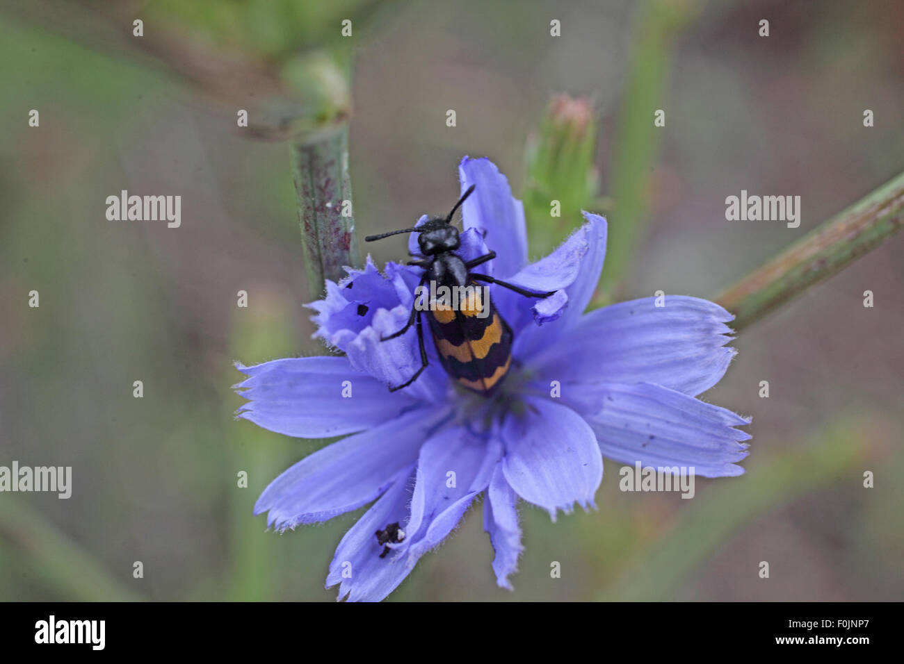 Blister Beetle Hycleus Polymorphus Fütterung auf Chicorée-Blume Stockfoto