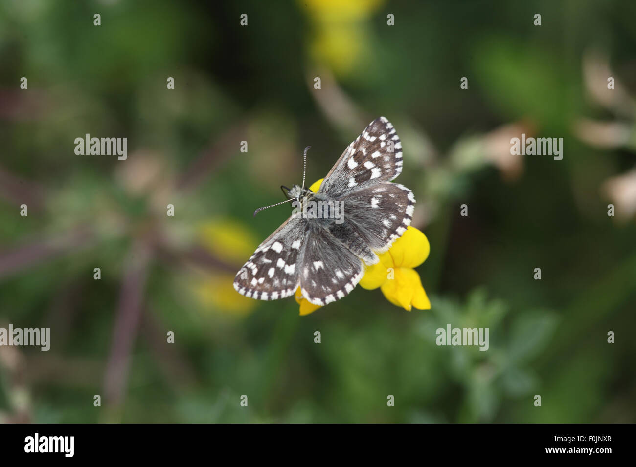 Ergrauten Skipper Pyrgus Malvae Fütterung auf Wicke Stockfoto