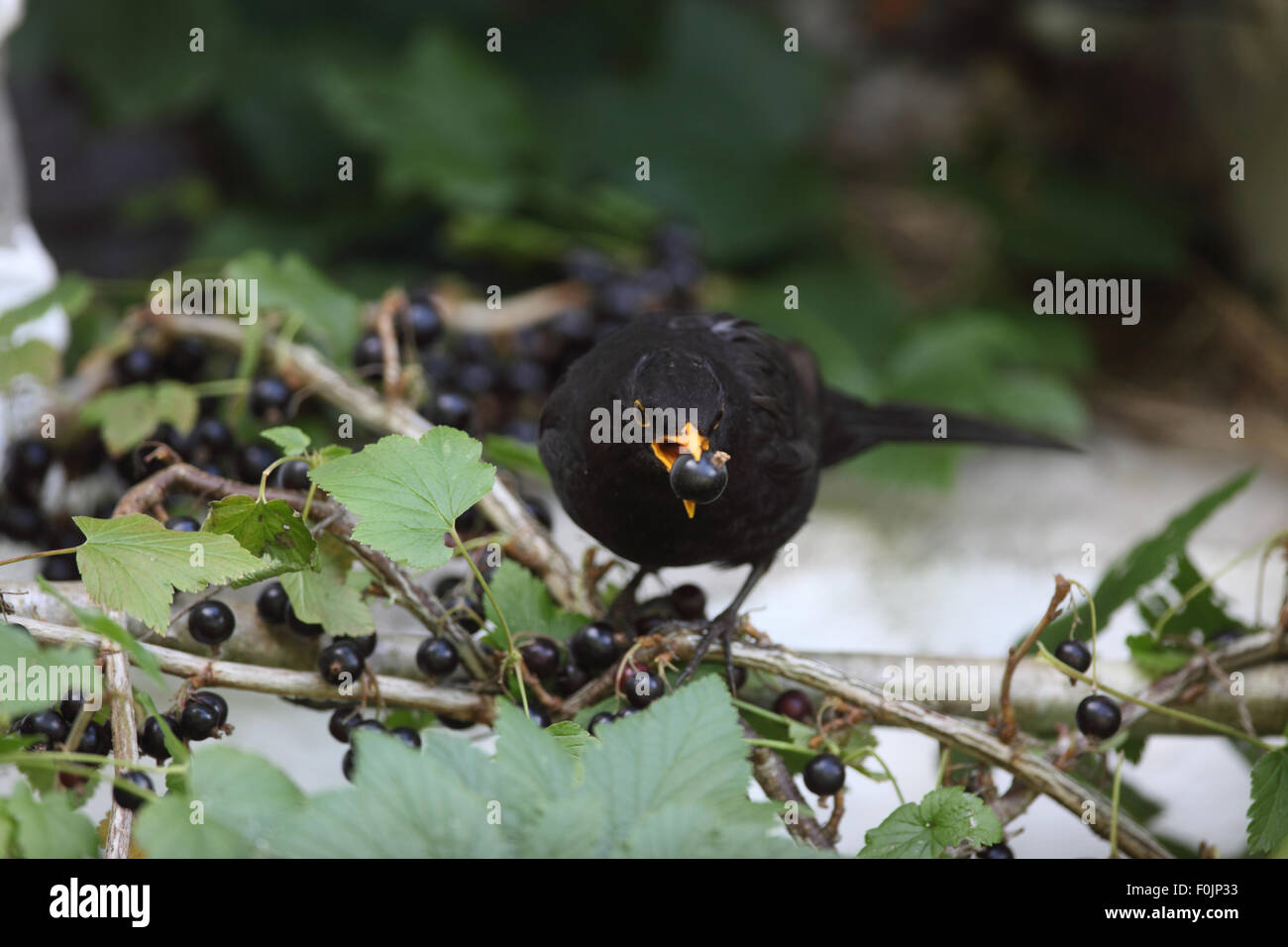 Amsel (Turdus Merula) männlich mit schwarzen Johannisbeeren im Schnabel Stockfoto