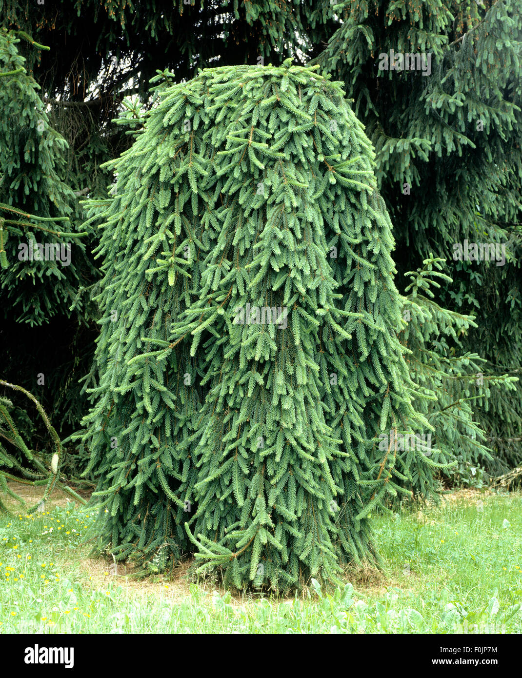 Haengefichte, Picea Abies, Invessa Stockfoto