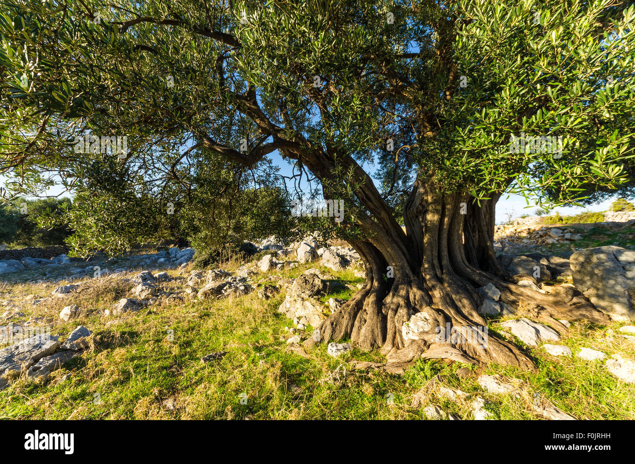 Olivenbume in Lun, Insel Pag, Adria, Kroatien. Einer der ltesten  Olivenbume in Kroatien finden Sie hier Stockfotografie - Alamy