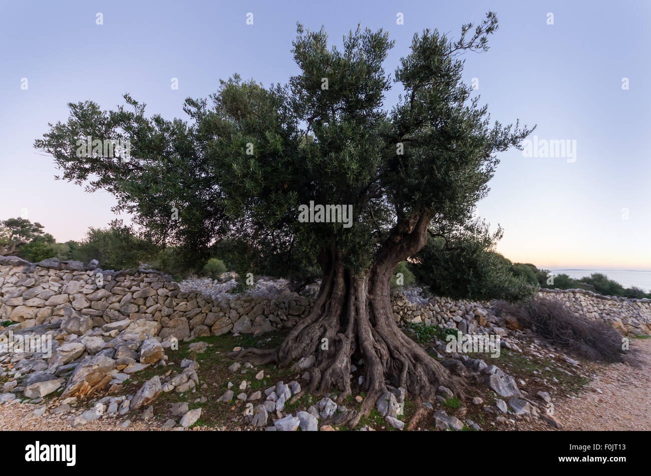 Olivenbume in Lun, Insel Pag, Adria, Kroatien. Einer der ltesten  Olivenbume in Kroatien finden Sie hier Stockfotografie - Alamy