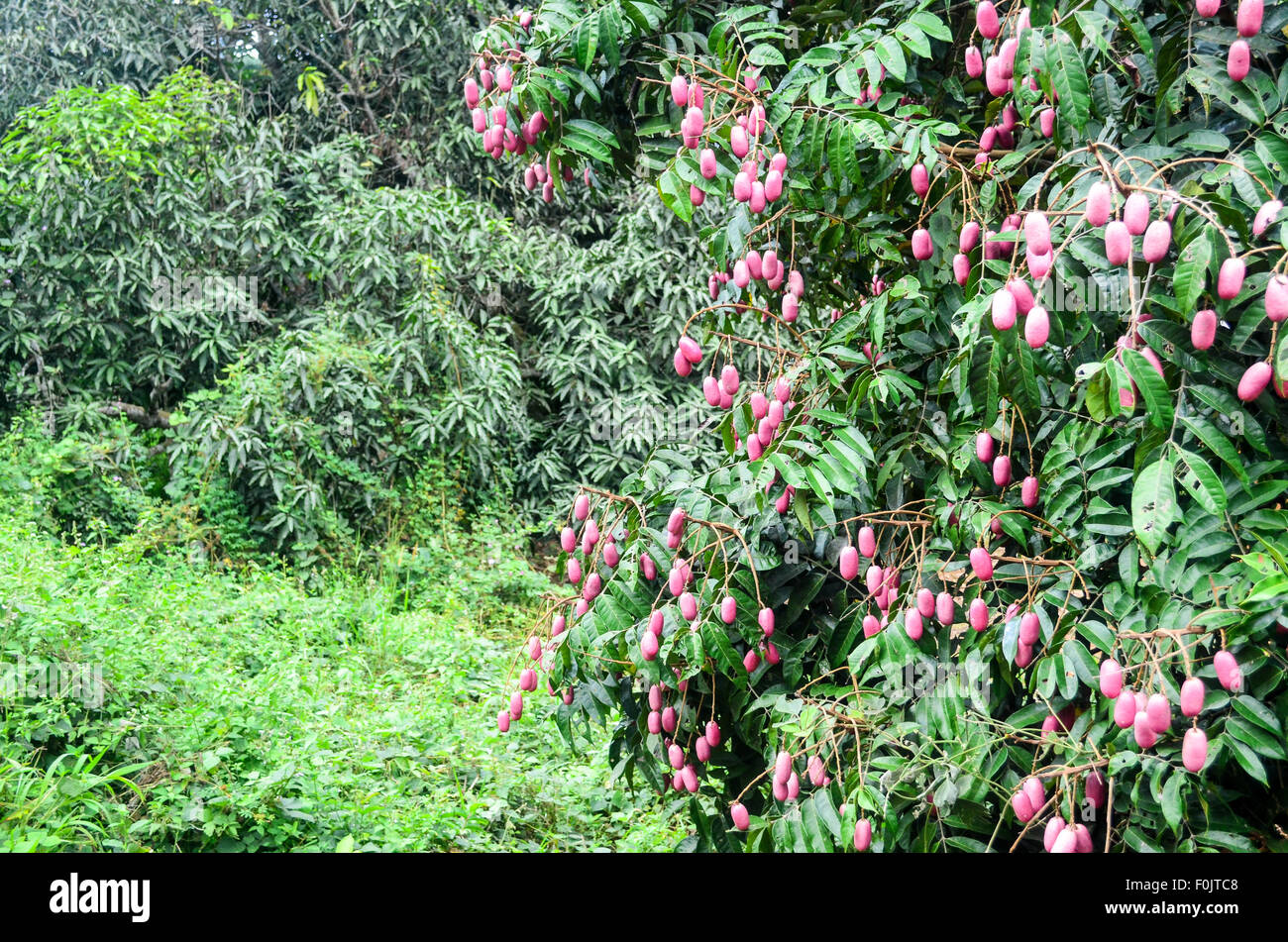 Früchte in Kamerun Stockfoto