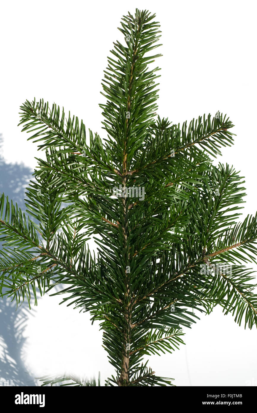 Nordmanntannen Samen - 100 Frische Samen Für Weihnachtsbäume