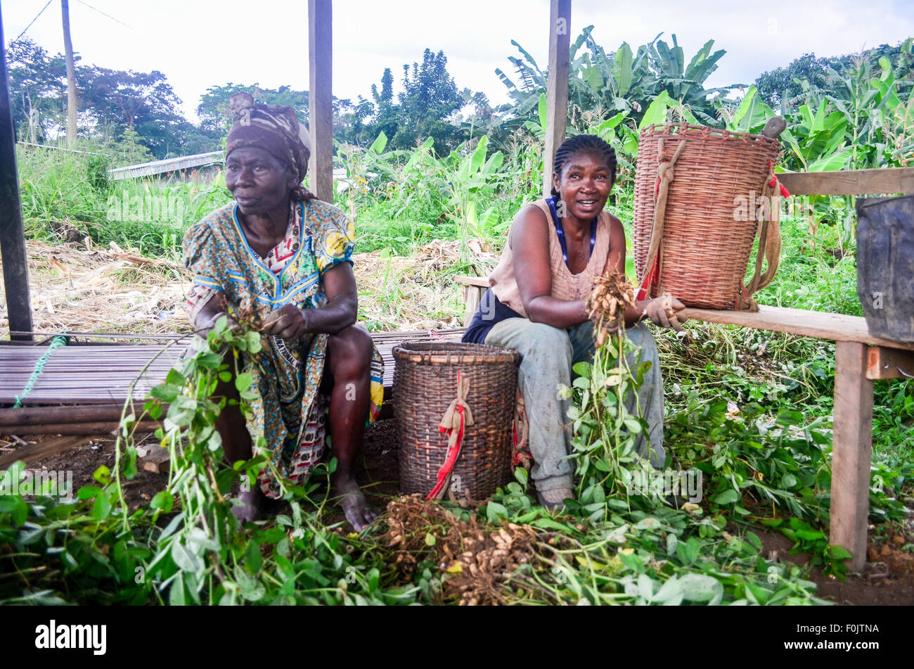 Frauen, die Ernte Erdnüsse in Kamerun Stockfoto